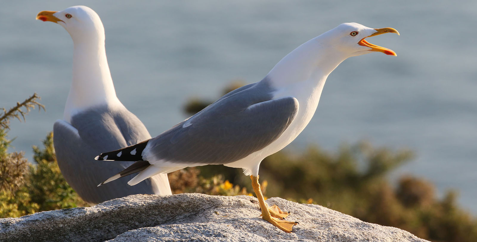 gaviotas_1600x650